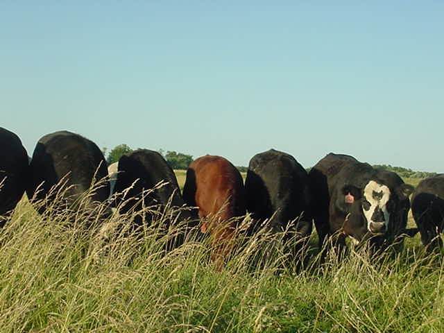 cattle 06/30/09