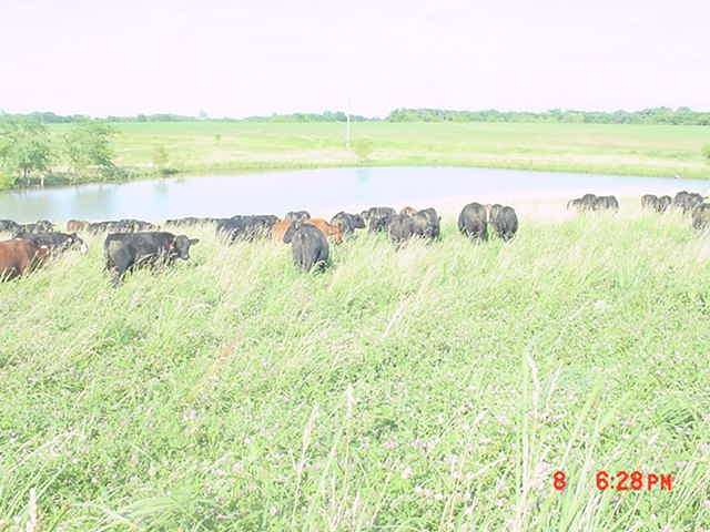 canton cattle 090710