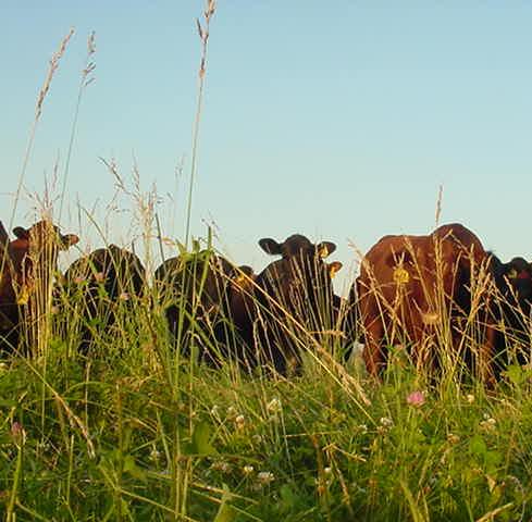 090705 cattle
