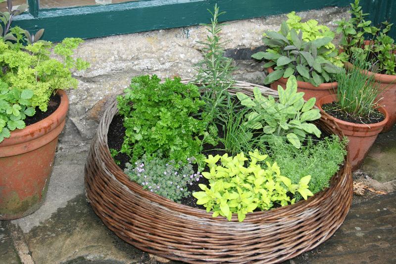 Herbs in Clay Pots by LH