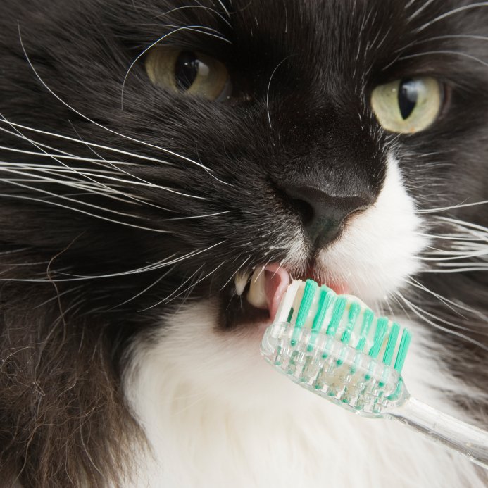cat with tooth brush