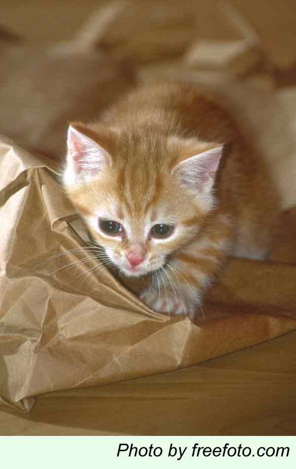 Kitten with bag