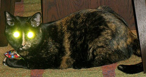 cat eyes glowing