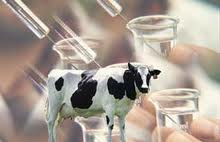 cows and drug residues