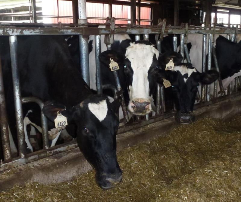 Holsteins at Beer Dairy