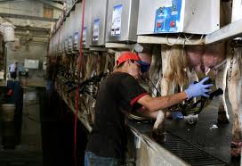 dairy farm worker