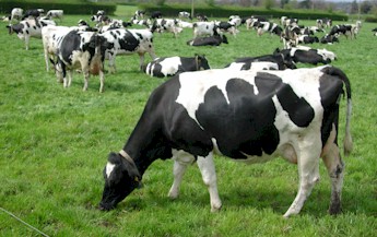 Cows on Grass