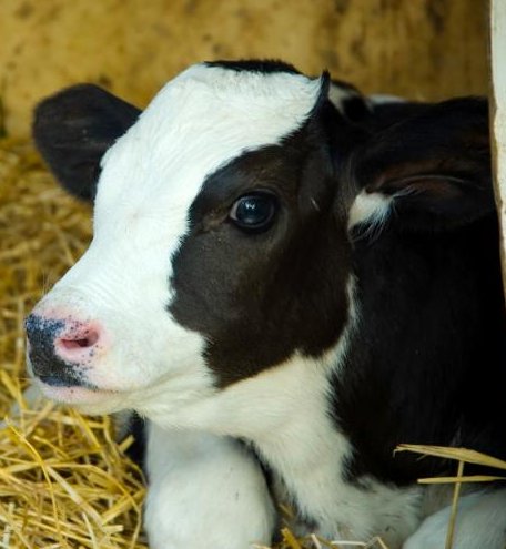 Newborn Calf