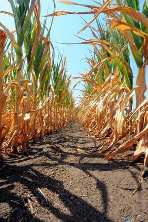 Drought Corn