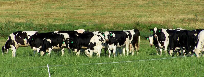 Dairy Cows On Pasture