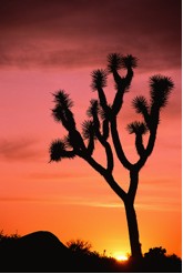 Cactus against sunset