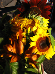 sunflowers with beautiful sunlight