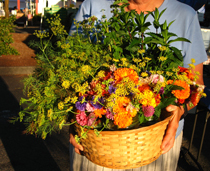 gorgeous basket of edible flowers and herbs