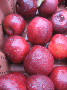 wet red apples