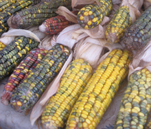 colorful corn