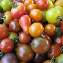 colorful cherry tomatoes - gales