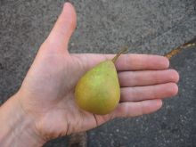 tiny pear