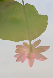 Tuan lotus reflection