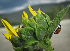 Ladybug up sunflower