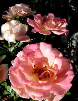 Roses pink in shadow