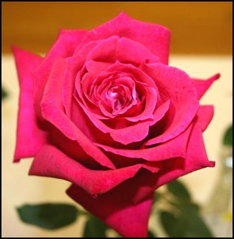 Rose show rose