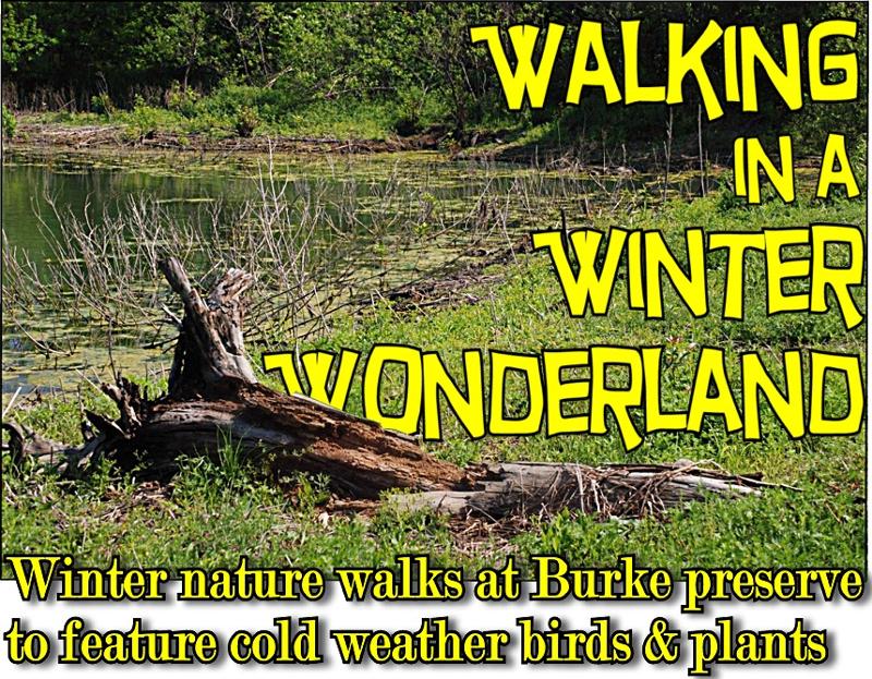 Winter nature walks coming to John F. Burke Nature Preserve