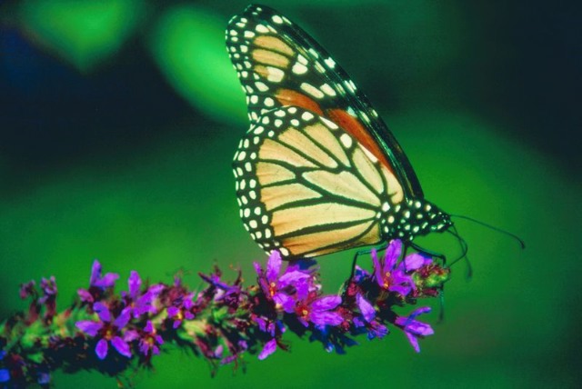 monarch alt