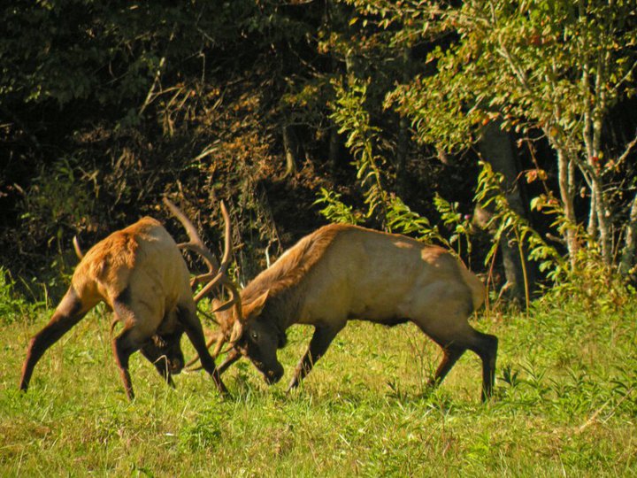 elk fight cristin still kirkland 