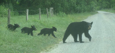 bear and 3 cubs