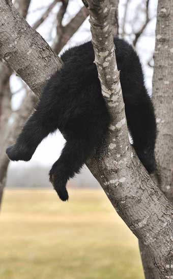 bear rear in tree