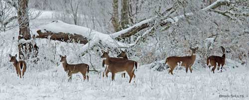 deer-herd-snow-brain-shults