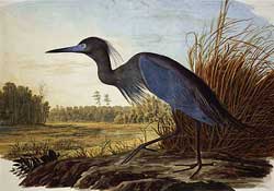 audobon-little-blue-heron