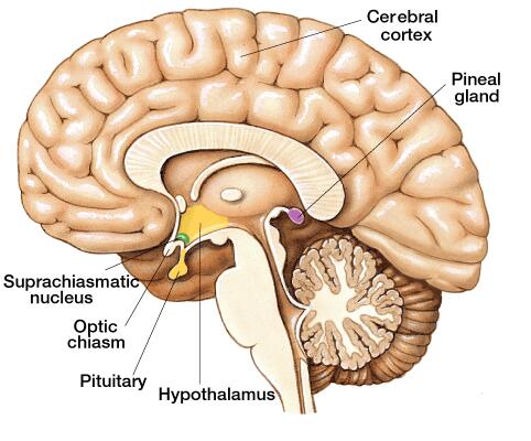 pineal gland 1