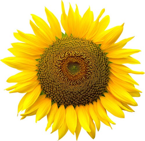 sunflower-png