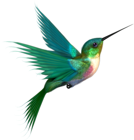 hummingbird-png