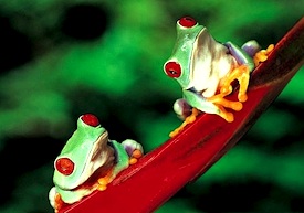 frogs-focus