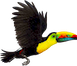toucan-call