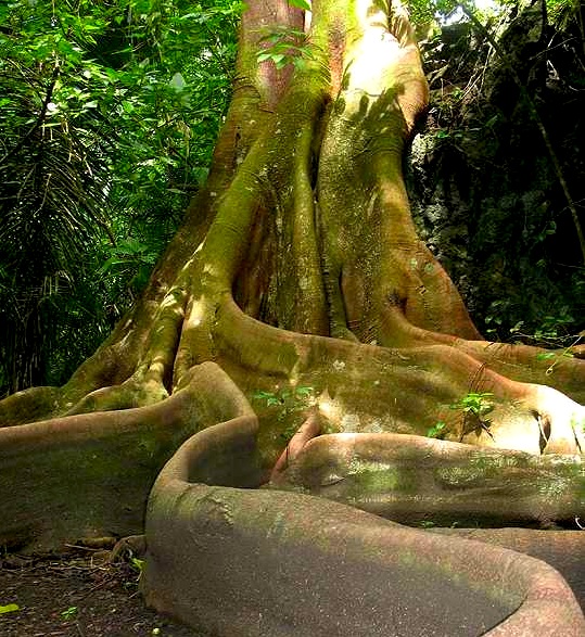 mata-tree-roots