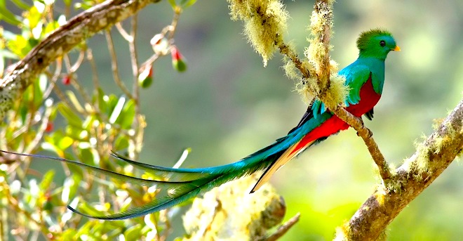 quetzalcoatl-bird