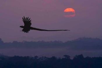quetzal flying