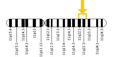 11q chromosome