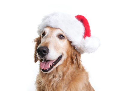 Doggy with Santa Hat