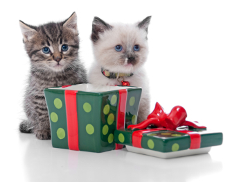 Kitties at Christmas