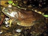 PIC OF FROG