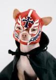 PIC OF DOG AS MEXICAN WRESTLER