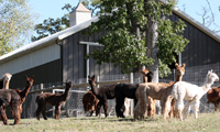 Bluff Breeze farm alpacas