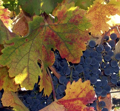 Fall grapes