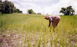 Julius Kachali in rice field