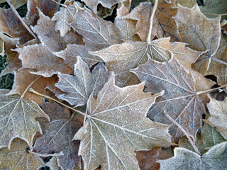 Frosty leaves photo