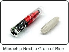 Microchip rice